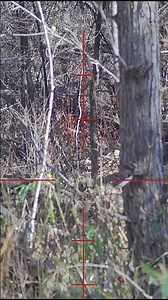 SSG11 Full Thrust Head Shot at 75 Yards? Watch This #airsoft 😳🎯