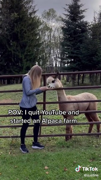 Exploring a New Adventure on an Alpaca Farm