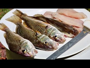 Catch and Cook | EXTREMELY Underrated Fish