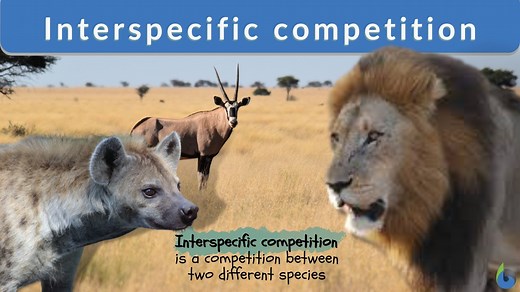Interspecific competition - Definition and Examples - Biology Online Dictionary