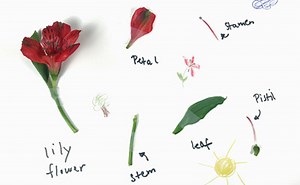 Dissect a Flower | STEM Activity