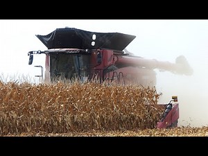 Case IH AF10 Combine harvesting Corn with 16-row C516C Corn Header at Farm Progress Show 2024