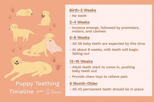Puppy Teething Timeline: What to Expect at Every Stage