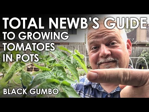 The TOTAL NEWB'S Guide to Growing Tomatoes in Pots || Black Gumbo