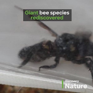 Amazing stories from around the globe, right here on Discovery. | Discovery