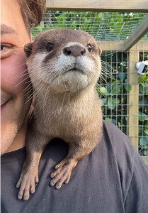 Lola the Asian Small-Clawed Otter – Meet the Smallest Otter Species