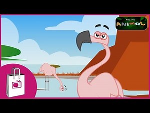 I'm a Flamingo