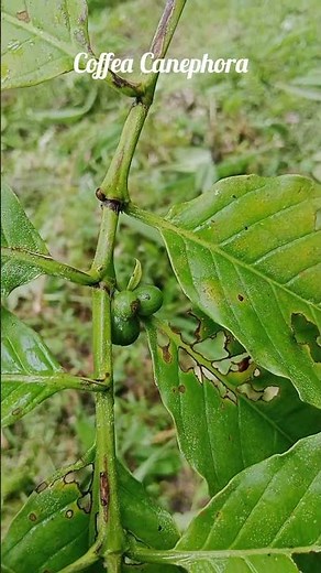 Coffea Canephora – Robusta Coffe in the Wild of Ulumenawa #nature