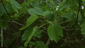 Fig tree leaves in an outdoor setting in southern italy, specifically puglia, highlighting their vibrant green color and intricate vein patterns.