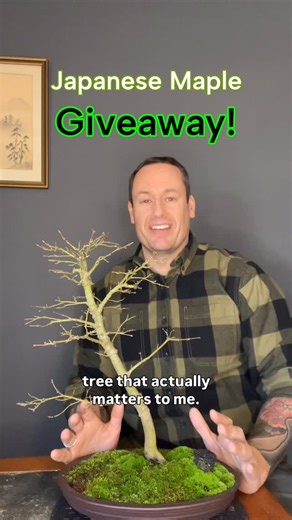 Acer P Bonsai 🍁 Pat on Instagram: "GIVEAWAY | Japanese Maple Pre-Bonsai About the tree: • Japanese maple seedling grown by Bill Valavanis @valavanisbill • From the same seed stock that produced Aki’s famous Bjorn Kabudachi maple @momiji.en @eiseienbonsai • Naturally dwarf growth habit • Over 10 years old • Planted in a Yamaaki pot (11 1⁄2″ wide × 8″ front to back × 1 3⁄4″ from foot to lip) • Part of my composition that won 1st place, novice category Who this is for: Someone newer to bonsai who