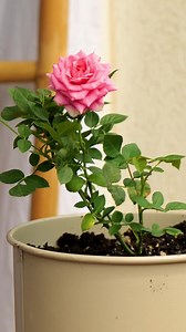 Smart Hacks to Make Your Plants Grow Faster