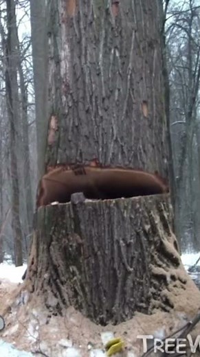 Trees cracking sound effect