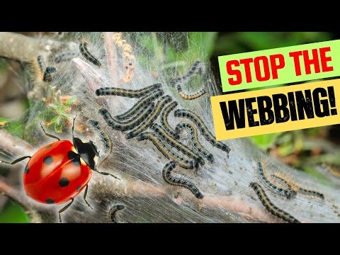 STOP Tent Caterpillars Before They Destroy Your Trees