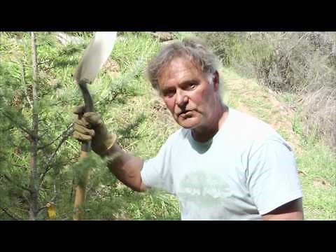 Hillside Planting Atlas Cedar - Prune Like a Pro