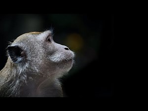 Monkey Sound Effect HD