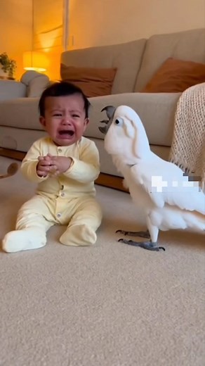cockatoo parrot teasing the baby 🤣🤣 #petlovers #funnypetvideos #funnybirds #funnyparrot #talkingparrot #talkingbird #cryingbaby #teasing #funnypets | Abdul Sahil Khan