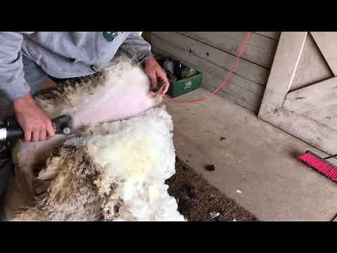 Sheep Shearing