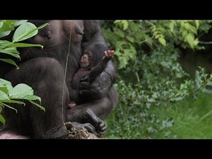 Rare Chimpanzee Born At Zoo