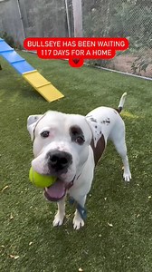 318K views · 15K reactions | Handsome man Bullseye has had ZERO...