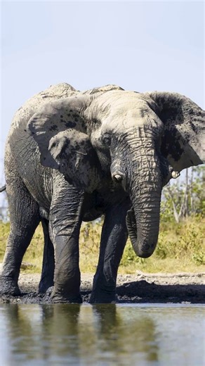 National Geographic on Instagram: "In Etosha, Namibia, elephants depend heavily on scattered waterholes, which serve as gathering points during the dry season. Competition for these resources can be intense and influence how herds move across the savannah. This elephant enjoys a moment of pure relief as it sinks into the cool water. Video by Martin Gregus Jr. @mywildlive"