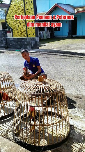 861K views · 5.5K reactions | Versi kalian sendiri bagaimana abang ku  #fyp #iklan_reels #reels #viral #peternak #ternak #ayambangkok | Lokajaya Rooster | Facebook