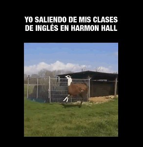 6.2K views · 42 reactions | Así de feliz estarás por saber inglés. Inscríbete en harmonhall.com | Harmon Hall | Facebook