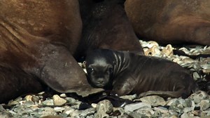 Newborn sea lions open their eyes to one of the most crowded shores on Earth—and immediately have to fight to survive. | National Geographic