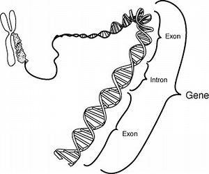 DNA Splicing