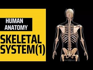 ANATOMY: SKELETAL SYSTEM PART (1) IN AMHARIC