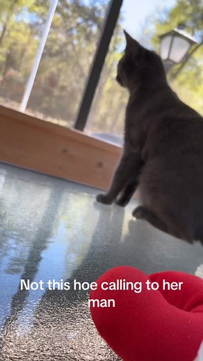 #catsoftiktok #fyp #soundstoattractcats