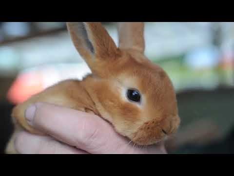 Spring. Video for Kids | English Portal