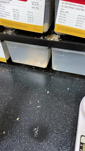 It has been 2 weeks since he hatched, pero wala pa ring prey drive. If hindi pa rin kumain next week, kelangan ko na syang subuan ng daga, kaya sana kumain na sya. 🙏🏽