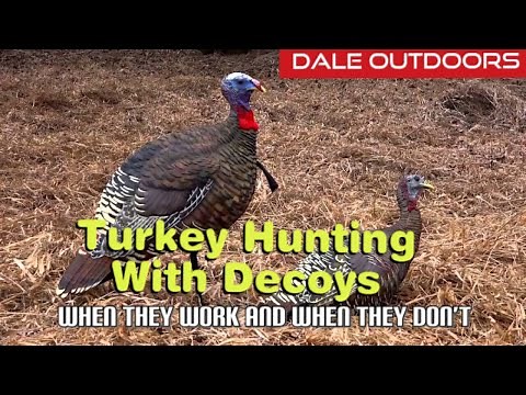 Turkey hunting with decoys. When they work and when they don't