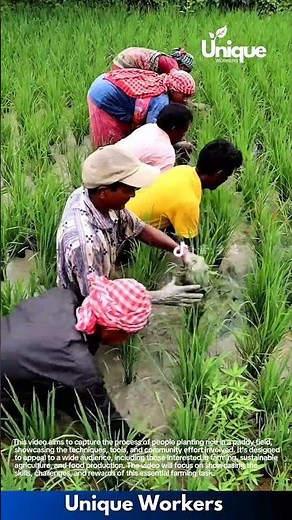 Planting rice for beginners: a simple guide to rice farming