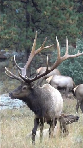 Bull Elk Bugle and Mounts Cow Elk During Mating Season | Elk Rut #shorts