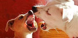 7 Anti Dog Barking Devices – Best Picks To Stop the Noise