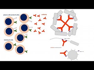 B Cell Activation and Antibody Secretion and Function