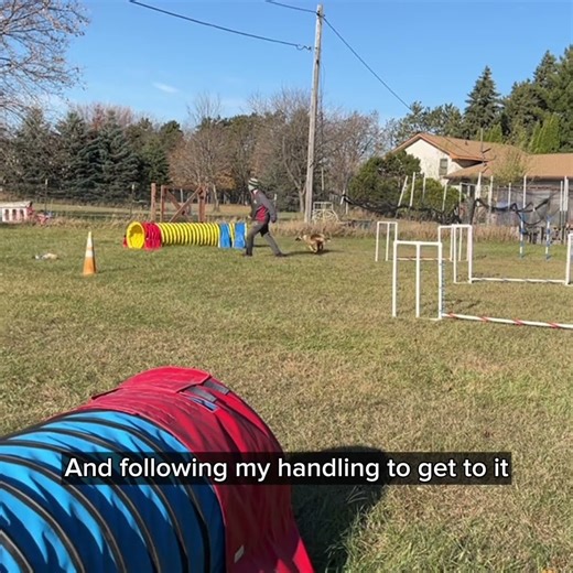 Agility Training with Rewards on the Line vs Handling to them! | Ravi