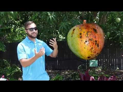 The Best Mangoes to Grow in Florida with Seth