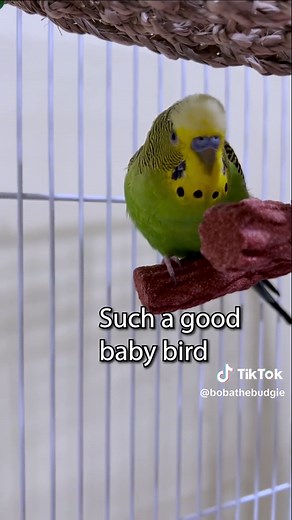 Talking Budgie Boba - Cute Parakeet Making Sounds