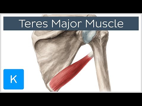 Teres Major Muscle - Origin, Insertion & Action - Human Anatomy | Kenhub