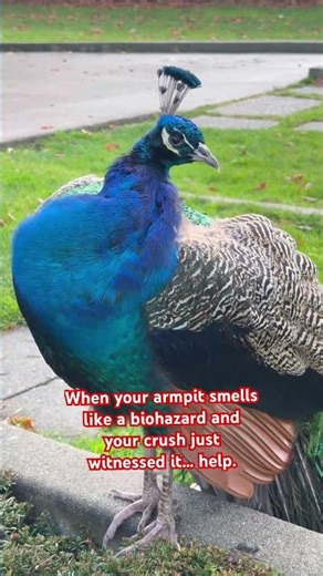 Stop and stare… I dare you 🦚