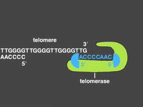 Telomere Replication