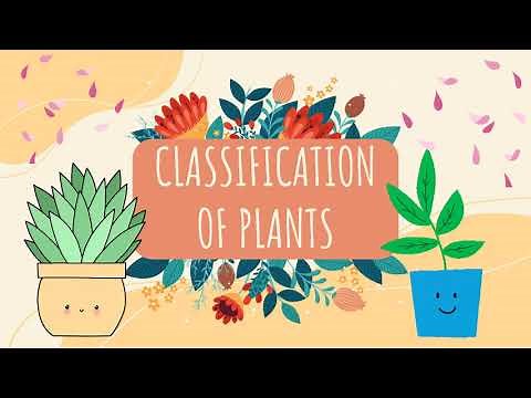 G6 Science Classification of Plants