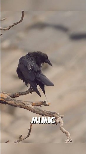 How Smart Are Ravens?
