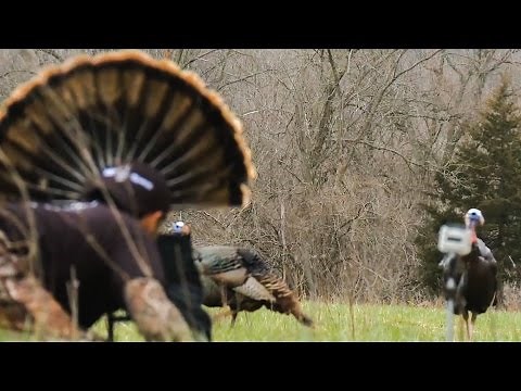 Most Exciting Way to Hunt Turkeys [ MOJO Scoot-n Shoot Turkey Decoy ]