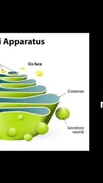 Golgi Apparatus and protein modification and sorting