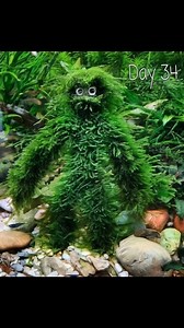 🧌Mossmanius aquatilis – The Mythical Mossman of the Aquarium Realm - It’s Alive! Meet Mossmanius aquatilis, a newly “discovered” species from the legendary family of Aquahominidae. This peculiar creature seems to have emerged from a combination of aquarium wizardry and an ambitious chunk of Java moss (Taxiphyllum barbieri), which has colonized a humanoid wire frame—either out of curiosity or sheer mossy rebellion. Origin: Native to the mysterious freshwater aquascapes of Central Europe, Mossman