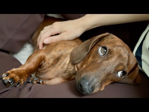 Mini dachshund can fit into every nook & cranny