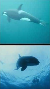 Great White Shark VS Killer Whale - Who Wins? ⚔️🔥